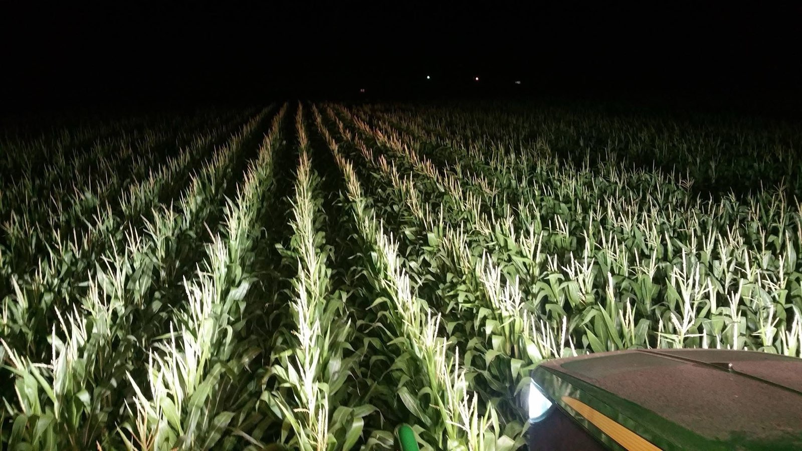 Corn rows lit by tractor lights at night during custom field work